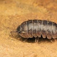 Pill Woodlouse 